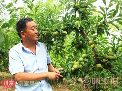 【國家級示范社四川宗富果業名優果苗供應】,價格,廠家,供應商,花木、果木種苗,成都天府新區宗富水果種植專業合作社 - 產品庫